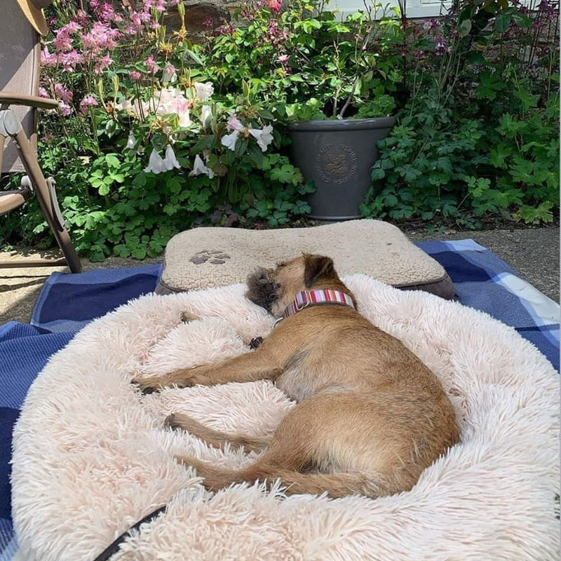 Last Day Promotion: 70% OFF 🔥TLOPA® Calming Dog Bed - The Ultimate Comfort for Your Furry Friend