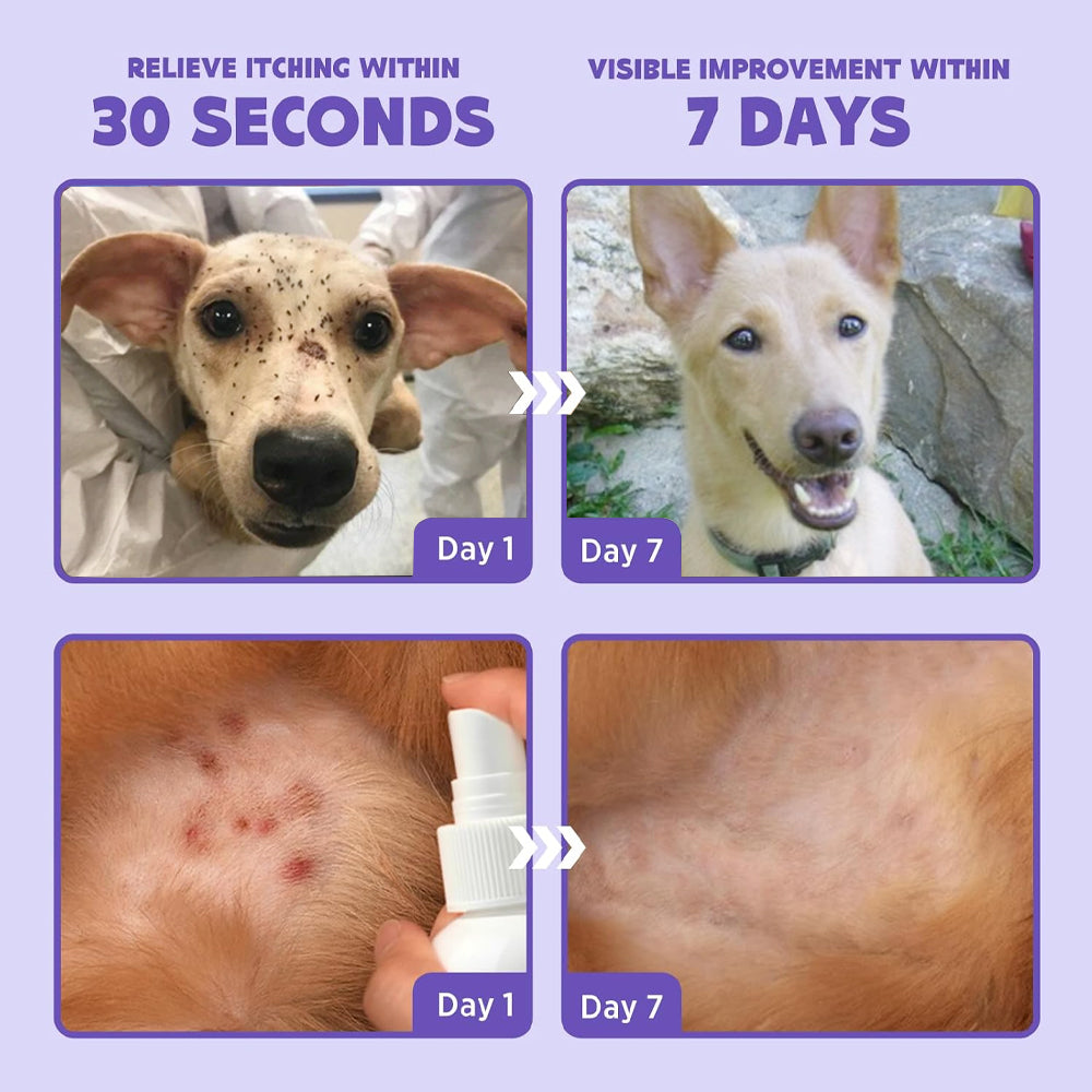 💥 2025 Limited Offer 80% ️⏳ CVREOZ Flea & Tick Treatment Spray