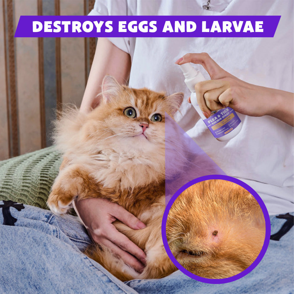 💥 2025 Limited Offer 80% ️⏳ CVREOZ Flea & Tick Treatment Spray