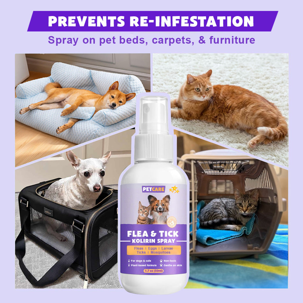 💥 2025 Limited Offer 80% ️⏳ CVREOZ Flea & Tick Treatment Spray
